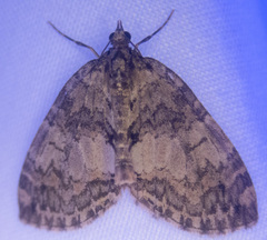 Hydriomena renunciata