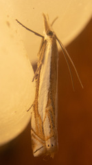 Crambus pascuella