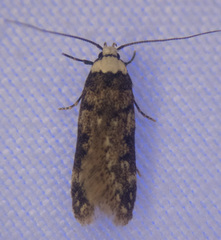 Endrosis sarcitrella