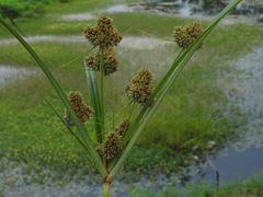 Cyperus glomeratus