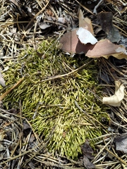 Brachythecium albicans