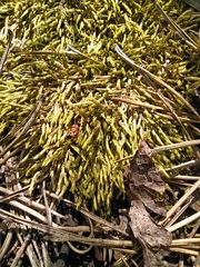 Brachythecium albicans