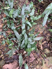 Grypothrix triphylla