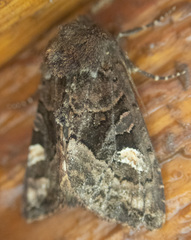 Euplexia benesimilis