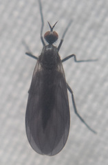 Empidoidea