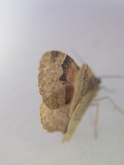 Xanthorhoe labradorensis