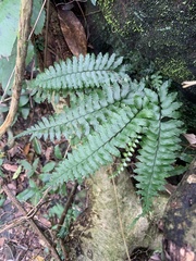 Hymenasplenium pseudobscurum