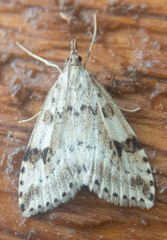 Udea washingtonalis