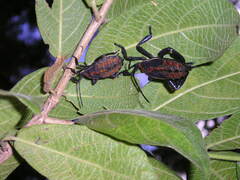 Petascelis remipes