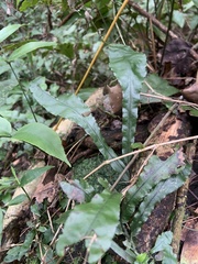 Leptochilus wrightii