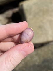 Bistolida stolida lorrainae