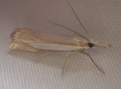 Crambus pascuella