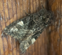 Euplexia benesimilis
