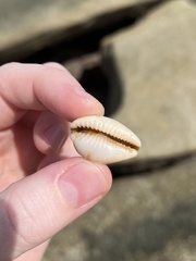 Bistolida stolida lorrainae