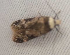 Endrosis sarcitrella