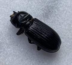 Aulacocyclus edentulus