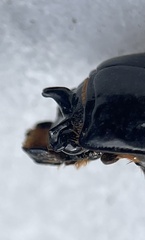Aulacocyclus edentulus