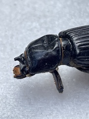 Aulacocyclus edentulus