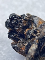 Aulacocyclus edentulus