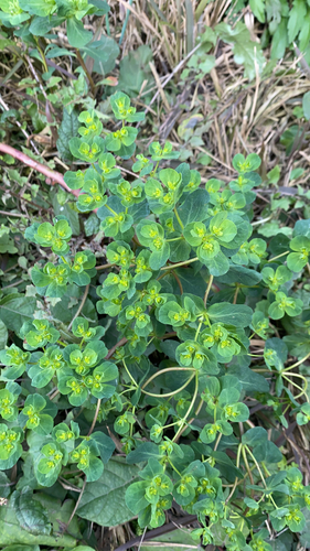 Sun spurge