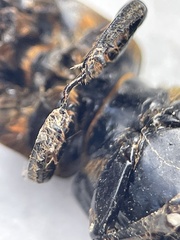 Aulacocyclus edentulus