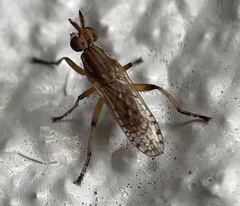 Dichetophora