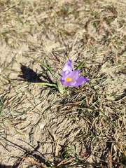 Crocus carpetanus