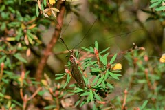 Acracantha sydneyensis
