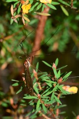 Acracantha sydneyensis