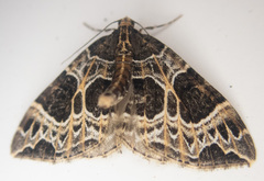 Ecliptopera silaceata