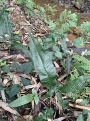 Grypothrix triphylla