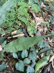 Grypothrix triphylla