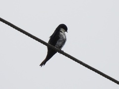 Pygochelidon cyanoleuca