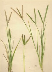 Eleusine indica