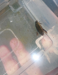 Cybister tripunctatus