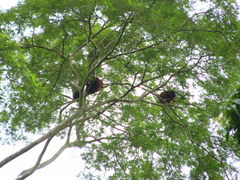 Alouatta sara