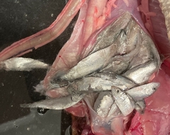 Clupeonella cultriventris