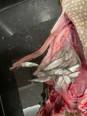 Clupeonella cultriventris