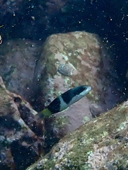 Thalassoma nigrofasciatum