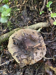 Russula vinaceocuticulata