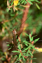 Acracantha sydneyensis