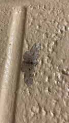 Iridopsis larvaria