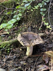 Russula vinaceocuticulata