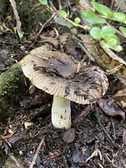 Russula vinaceocuticulata