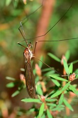 Acracantha sydneyensis