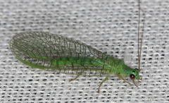 Mallada tripunctatus