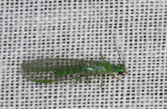 Mallada tripunctatus