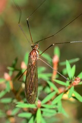 Acracantha sydneyensis