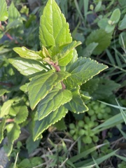 Eupatorium kiirunense