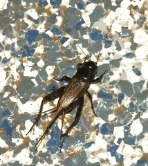 Teleogryllus commodus